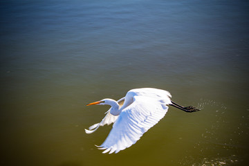 Egret in flight