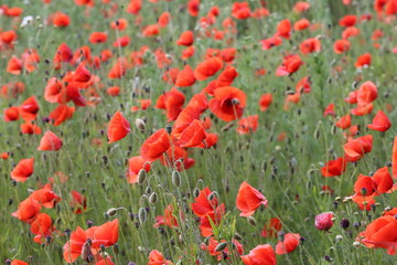 Red Poppies / Poppy Field