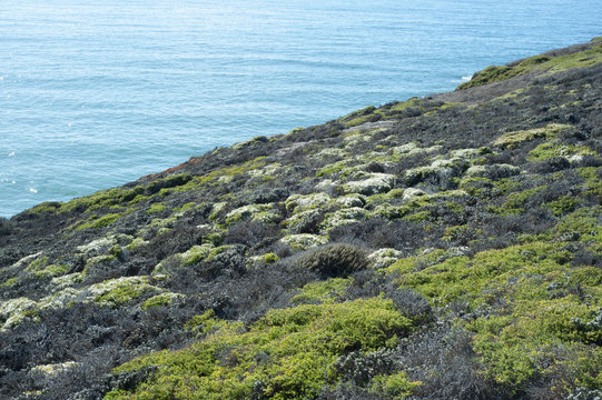 coastal chaparral 