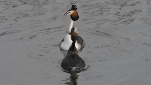 la danza degli svassi