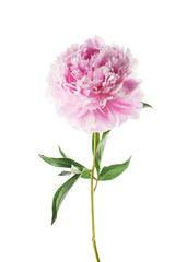Pink peony flower isolated on white