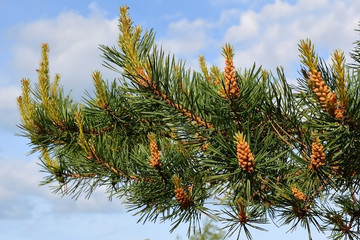 Pine branch on sky background