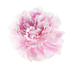 Pink peony flower isolated on white