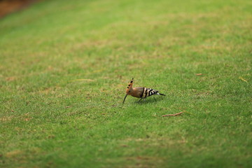 hoopoe on a green lawn
