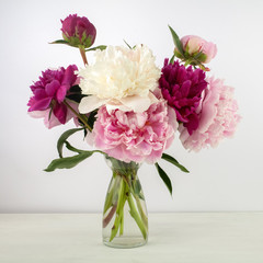 Beautiful pink Peonie flower on light background