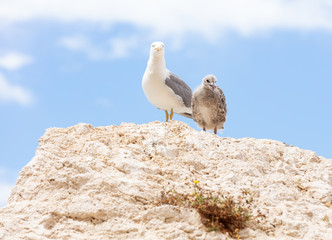 watchful seagull and chick