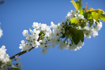 White with pink flowers of the cherry blossoms on a spring day in the park