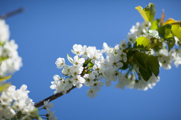 White with pink flowers of the cherry blossoms on a spring day in the park