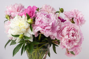 Beautiful pink Peonie flower on light background