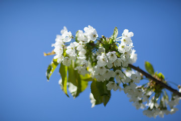 White with pink flowers of the cherry blossoms on a spring day in the park