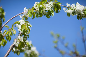 White with pink flowers of the cherry blossoms on a spring day in the park