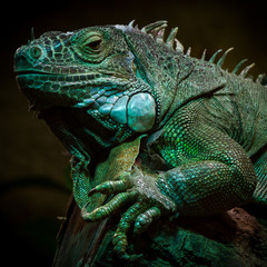 Leguan