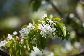 White with pink flowers of the cherry blossoms on a spring day in the park