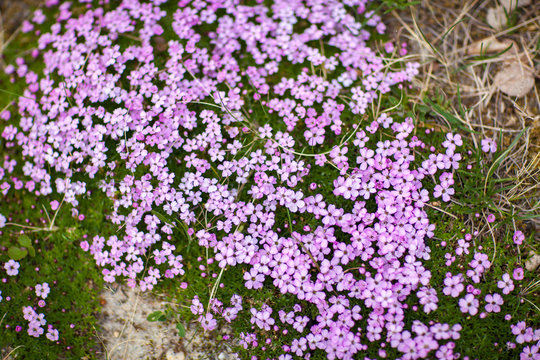 Bed of hybrid phlox in shades of violet and magenta, flourishing as dense ground cover in spring, for background or decoration with motifs of profusion