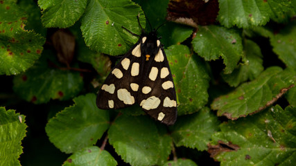 Close up of a Butterfly