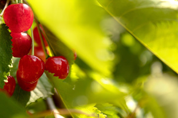 Close up of Cherries