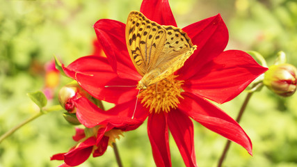 Yellow butterfly on a red flower.
