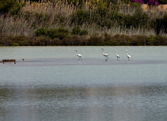 flamingos in the salt pans