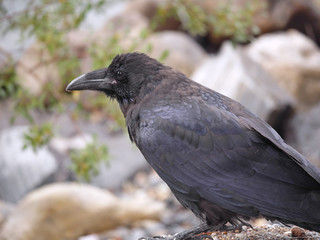 Kootenay Natl Park-Raven Portrait