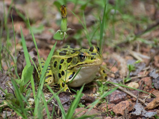 Green Frog With Black Dots