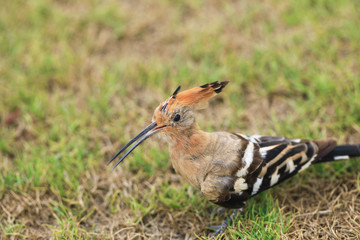 hoopoe on a green lawn