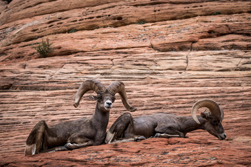 TWO BIG HORN SHEEP RESTING ZION NATIONAL PARK UTAH