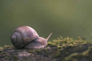 Escargot de Bourgogne
