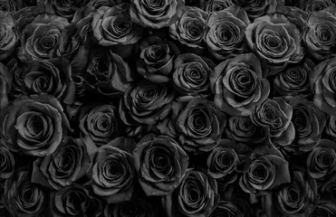 Papier Peint photo Lavable Roses roses noires foncées