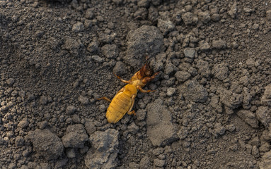  harmful insect, agricultural pest. pest control.