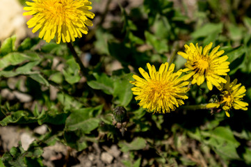 Dandelion flower, bright yellow, background