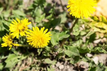 Dandelion flower, bright yellow, background