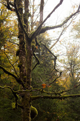 Baum in Nebelstimmung