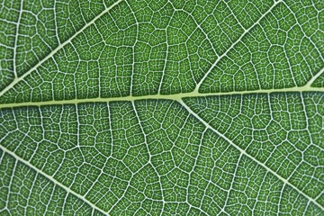Textur eines Blattes
