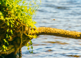 Dragonfly on the hunt