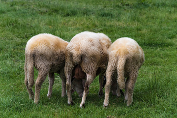 Naklejka na ściany i meble Schafe beim Grasen