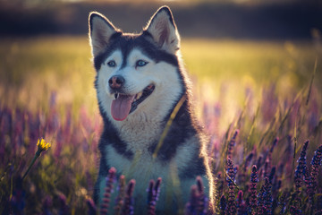 Cute husky with blue eyes sitting in green grass and lilac flowers on the meadow