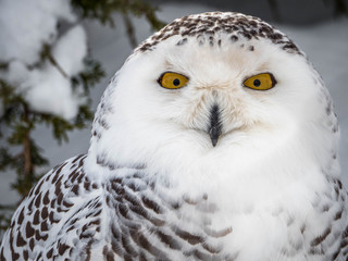 Snowy Owl