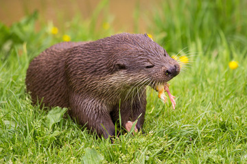 Otter feeding frenzy