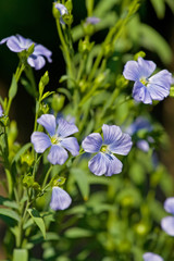 Blue flax flowers in the garden