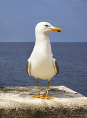 Fototapeta na wymiar Seagull in Rovinj. Istria. Croatia