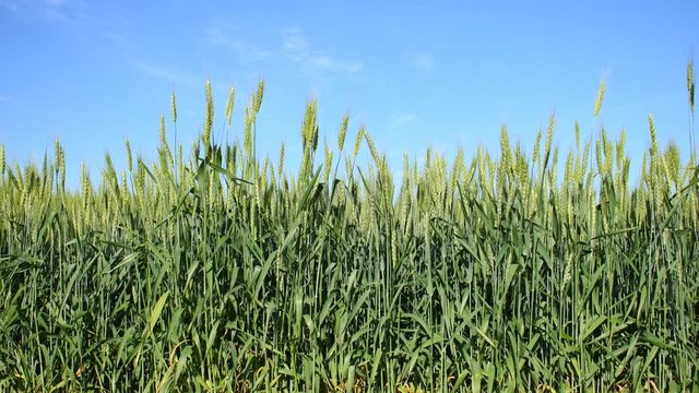 Green ears of wheat