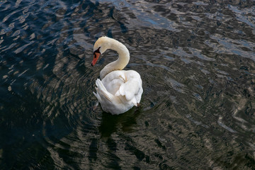 Schwan in der Donau