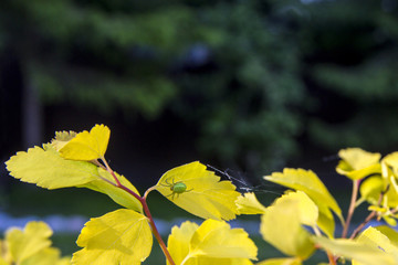 Obraz premium Green spider weaves a web on light green-yellow leaves, blurred natural background. Beautiful nature scene with summery abstract background.