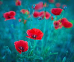 Obraz premium Selekcyjna ostrość na makowym kwiacie, dzicy makowi kwiaty w naturalnym zielonym zamazanym wiosny tle, selekcyjna ostrość