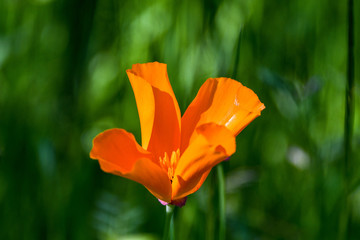 California Poppy