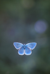 Papillon Azuré - Argus bleu