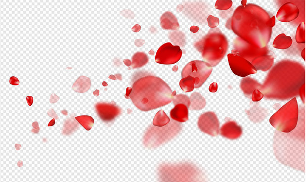 Falling Red Rose Petals On A Transparent Background.Vector Illustration