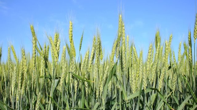 Green rye close-up