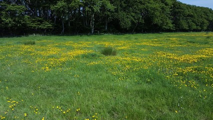 Obraz premium Close up of buttercups in meadow with trees in background