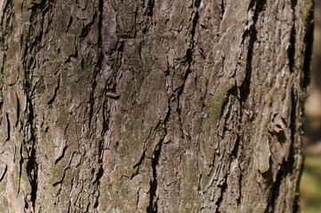 The trunk of the tree in the forest, pine bark, background